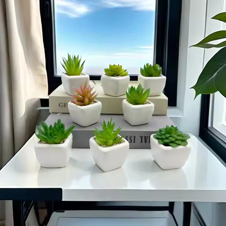 Mini Cactus Bonsai